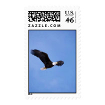 Bald eagle postage stamps
