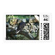 Bald Eagle Postage stamps