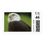 Bald Eagle Postage Stamp
