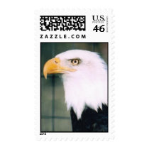 Bald Eagle Postal Stamp