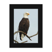Bald eagle postcards