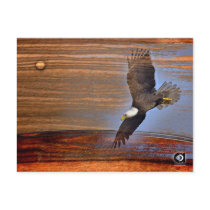 BALD EAGLE postcards by arteologist23 BALD EAGLE postcards