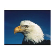 Bald Eagle postcards by clarachandler Bald Eagle postcards