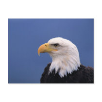 Bald Eagle postcards