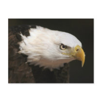 Bald Eagle postcards by wildlifezoo Bald Eagle postcards