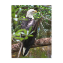 BALD EAGLE postcards