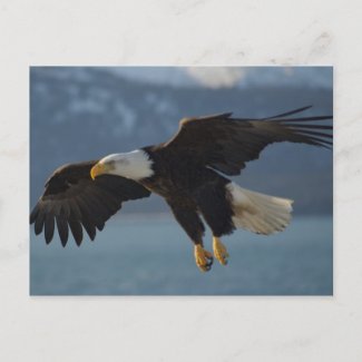 Bald Eagle Postcards