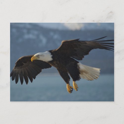 Bald Eagle zazzle_postcard