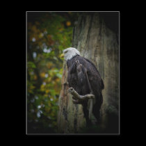 Bald Eagle postcard postcards