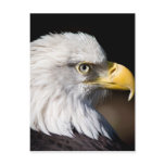 Bald Eagle Postcards