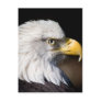 Bald Eagle Postcards