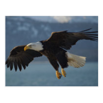 Bald Eagle postcards