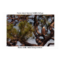 Bald Eagle posters