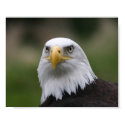 bald eagle posters by procne bald eagle posters
