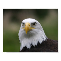 bald eagle posters by procne bald eagle posters