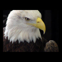 Bald Eagle posters