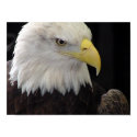 Bald Eagle posters