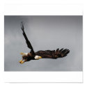 Bald Eagle posters