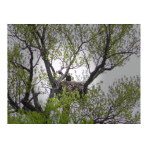 Bald Eagle - Poster posters by Shadowchaser Bald Eagle - Poster posters