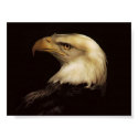 BALD EAGLE posters