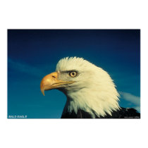 Bald Eagle posters by gwester Bald Eagle posters