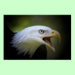 Bald Eagle poster posters