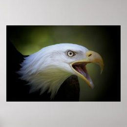 Bald Eagle poster print