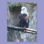 Bald Eagle posters