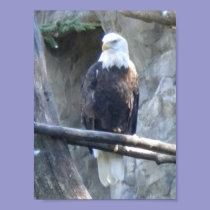 Bald Eagle posters