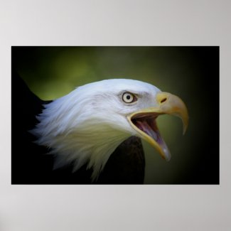 Bald Eagle poster
