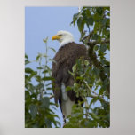 Bald Eagle Print