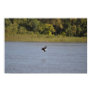Bald Eagle Poster