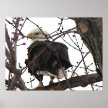 Bald Eagle Posters