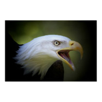 Bald Eagle poster posters