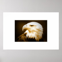 Bald Eagle Poster Print - American Eagle Posters