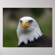 bald eagle posters