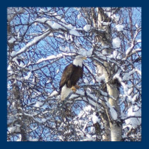 Bald Eagle posters