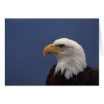 Bald Eagle Profile Cards