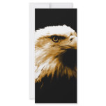 Bald Eagle Rack Card