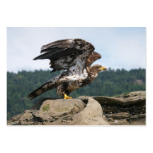 Bald Eagle Ready For Takeoff - business cards
