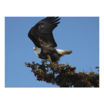 Bald Eagle Ready to Flee Photo