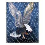 Bald Eagle Scratch