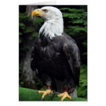 Bald eagle, Sitka, Alaska, U.S.A. Cards
