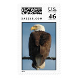 Bald Eagle Stamp