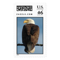 Bald Eagle Stamp by OrcaWatcher Bald Eagle Stamp
