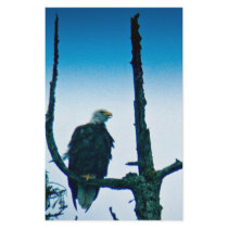 Bald Eagle stationery