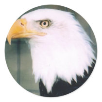 Bald Eagle Sticker by Russ45 Bald Eagle Sticker