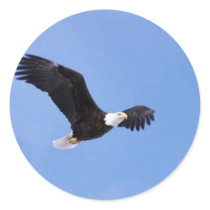 Bald eagle round sticker