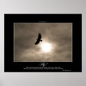 Bald Eagle & Sun Photo Poster posters