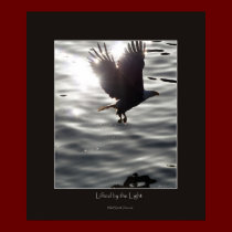 Bald Eagle & Sunlight Photo Poster posters